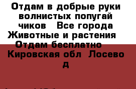 Отдам в добрые руки волнистых попугай.чиков - Все города Животные и растения » Отдам бесплатно   . Кировская обл.,Лосево д.